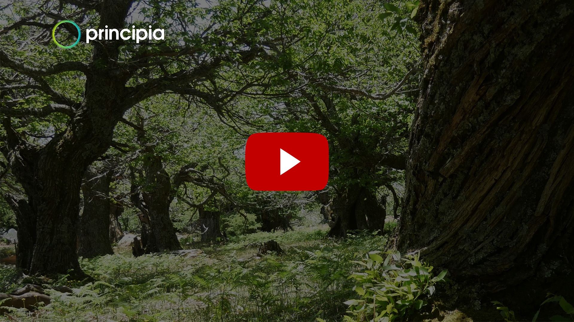 Καστανόλογγος | Δάσος Καστανιάς στη Νότια Εύβοια