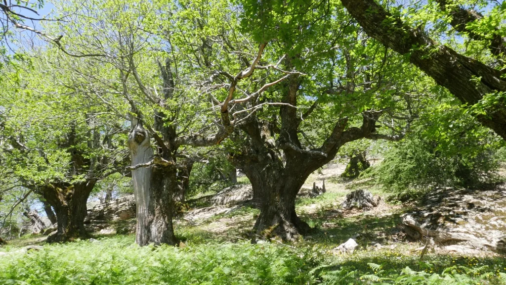 αναδάσωση Εύβοια δάσος